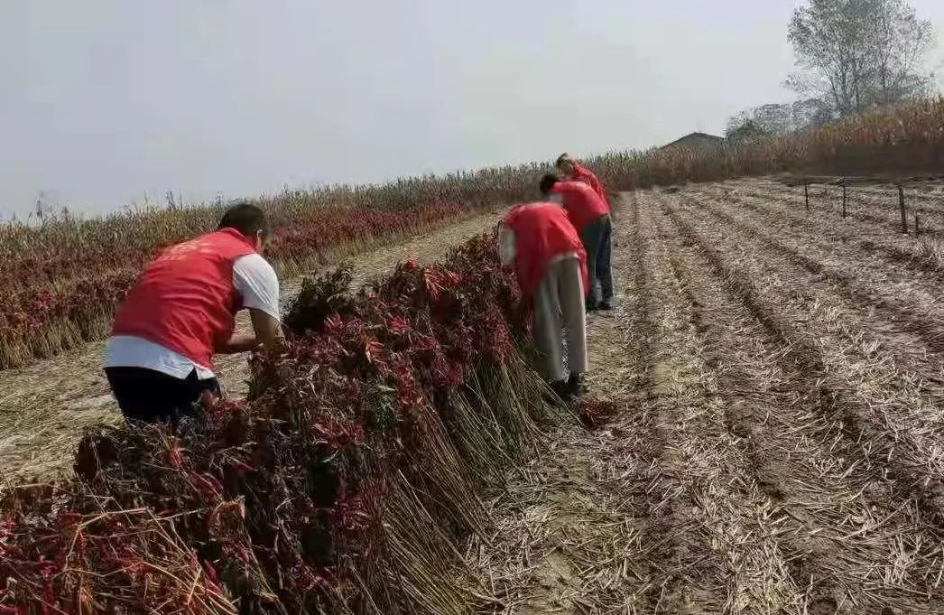漯河共青团组织开展助农抢收青年志愿服务活动
